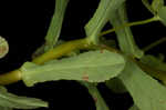 Warty spurge